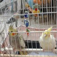 عروس هلندی نر و ماده زیبا و سرحال|پرنده|قم, چهل درخت‎|دیوار