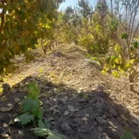 مینی لودر عرض ۱متر و ۲۰|خدمات حمل و نقل|کاشان, عربها|دیوار