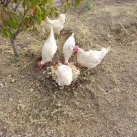 مرغ سفید تخم‌گذار