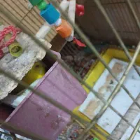 مرغ عشق|پرنده|بندر امام خمینی, |دیوار