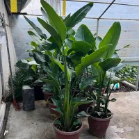 گیاهان اپارتمانی لوکس و مقاوم|گل و گیاه طبیعی|کن, |دیوار