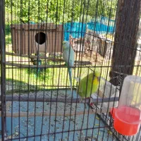 یک جوفت مرغ عشق فروش فوری