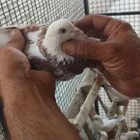 کفتر|پرنده|صفادشت, |دیوار
