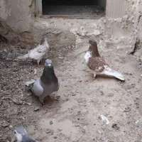 معاوضه با جوجه مرغ محلی