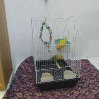 طوطی|پرنده|کرمانشاه, |دیوار