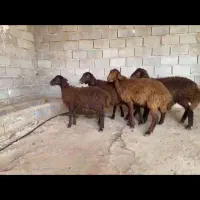 بره