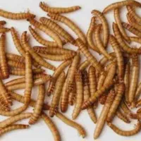 فروش میلورم خوراکی+سرشار از پروتئین غنی