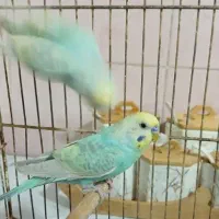 مرغ عشق ریمبو کلیربادی