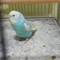 ماده باقفس،وسایل ۳۰۰