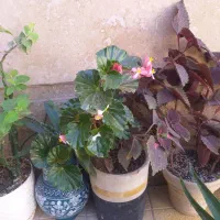 گل طبیعی|گل و گیاه طبیعی|تاکستان, |دیوار