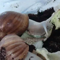 حلزون مولد|خزنده|پیر بکران, |دیوار