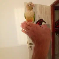 گرینچیک دستی|پرنده|شهر بابک, |دیوار