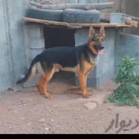 سگ ژرمن باورکینگ شولاین جهت معاوضه|سگ|قزوین, |دیوار