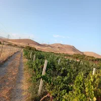 فروش باغ تجره|فروش زمین و ملک کلنگی|خرم‌آباد, |دیوار