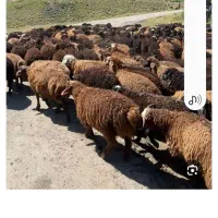 فروش گوسفند زنده