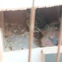 عروس هلندی رام و سخن گو|پرنده|ربط, |دیوار