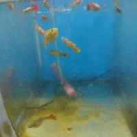 آکواریود|ماهی|باسمنج, |دیوار