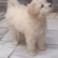گمشده