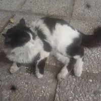 کاملا خانگی