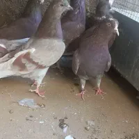 پرنده سرخ کاشونی بی نظیر|پرنده|زواره, |دیوار