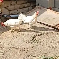 مرغ|حیوانات مزرعه|درگزین, |دیوار