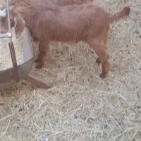 ۴تا کره دورگ پاکسانی وسانن ۳ماهه