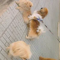 سگ پیکینیز|سگ|کرمان, |دیوار