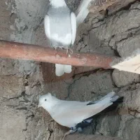 طوقی کاغتی کله ای تک سبز|پرنده|لالجین, |دیوار