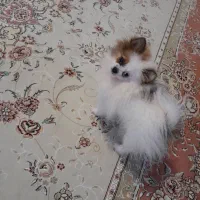 پامرانین خرسی نر