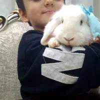 خرگوش لوپ سفید|موش و خرگوش|علی‌آباد کتول, |دیوار