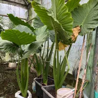 گل کاکتوس و بابا آدم|گل و گیاه طبیعی|محمودآباد, |دیوار