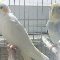 عروس هلندی|پرنده|اشتهارد, |دیوار