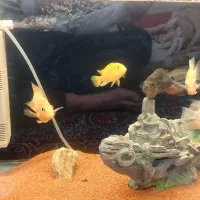 اکواریم با تمامی وسایل|ماهی|اردبیل, |دیوار