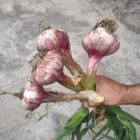 سیر قرمز|خوردنی و آشامیدنی|تهران, هلال احمر|دیوار