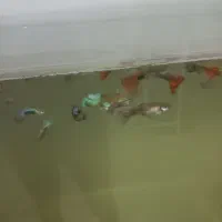 ماهی گپی|ماهی|تبریز, |دیوار