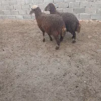 چهار راس بزغاله   بره نر و ماده