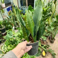 فروش ویژه یلدا|گل و گیاه طبیعی|اصفهان, شاه پسند|دیوار