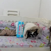 تخت ( گهواره ) کنار مادر|تخت و صندلی بچه|اردبیل, |دیوار