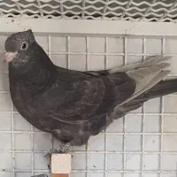 کبوتر|پرنده|شیراز, لاله|دیوار