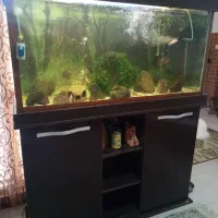 اکواریوم120|ماهی|رشت, کوی مهر|دیوار