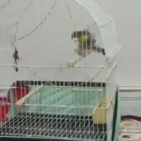 سهره کرمونی جفتی