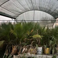 فروش نخل زینتی و گل کاغذی صورتی