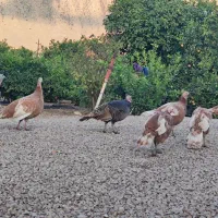 فروش بوقلمون ماده محلی|حیوانات مزرعه|قلعه شاهین, |دیوار