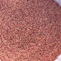 بذر گندم بوجاری شده|عمدهفروشی|قشلاق دشت, |دیوار