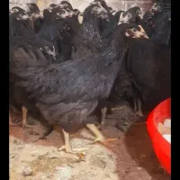 فروش نیمچه مرغ و خروس