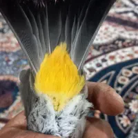 سهره اهوازی نر شاه تخم|پرنده|محمدشهر, علی آباد گونه|دیوار