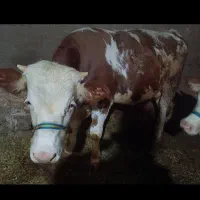 یک راس گوساله..دماخ|حیوانات مزرعه|دینور, |دیوار