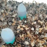 جوجه کاملن محلی لنده