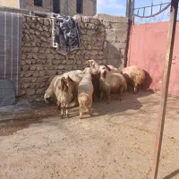 کاور پروار درجه یک