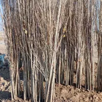 نهال گلدانی و ریشه لخت